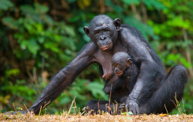 Female bonobo with a baby. Democratic Republic of Congo. Lola Ya BONOBO National Park. An excellent illustration.