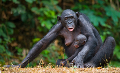 Female bonobo with a baby. Democratic Republic of Congo. Lola Ya BONOBO National Park. An excellent illustration.
