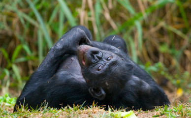 Bonobo lying on the grass. Democratic Republic of Congo. Lola Ya BONOBO National Park. An excellent illustration.