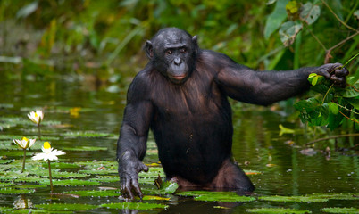 Bonobo is waist-deep in the water and trying to get food. Democratic Republic of Congo. Lola Ya BONOBO National Park. An excellent illustration.