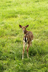 Small doe in zoo