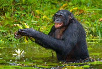 Bonobo is waist-deep in the water and trying to get food. Democratic Republic of Congo. Lola Ya BONOBO National Park. An excellent illustration.
