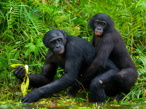 Two Bonobos make love with each other. Democratic Republic of Congo. Lola Ya BONOBO National Park. An excellent illustration.