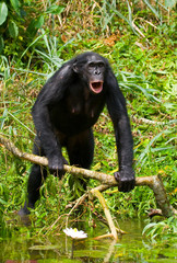 Bonobo is near the lake. Democratic Republic of Congo. Lola Ya BONOBO National Park. An excellent illustration.