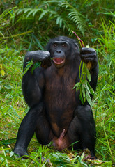 Bonobo is eating something.. Democratic Republic of Congo. Lola Ya BONOBO  National Park. An excellent illustration. 