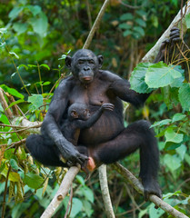 Female bonobo with a baby. Democratic Republic of Congo. Lola Ya BONOBO National Park. An excellent illustration.