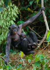 Female bonobo with a baby. Democratic Republic of Congo. Lola Ya BONOBO National Park. An excellent illustration.