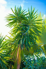 Obraz na płótnie Canvas cactus and palm tree leaves