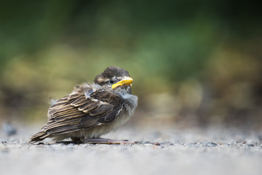 Sparrow Chick