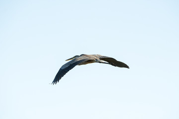 Great Blue Heron wings low