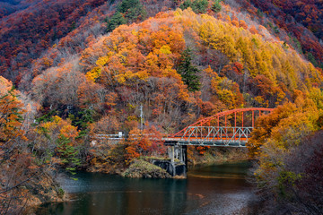 Fototapeta na wymiar Autumn foliage in Japan.