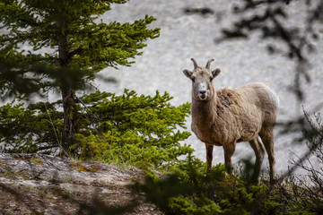 Naklejka na ściany i meble Big Horned Sheep in Banff National Park