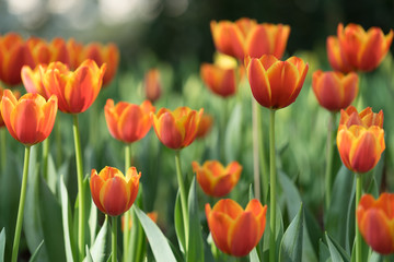 Orange tulip, Selective focus