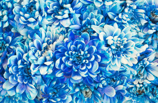 Blue floral pattern with a lot of chrysanthemums