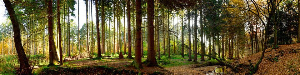 Wald Panorama bei Sonnenschein