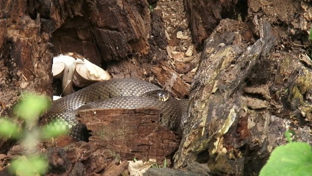 European grass snake or ringed snake (natrix natrix) in tree trunk, little movement. Natural habitat. Close up.
