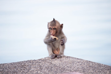 海辺のサル