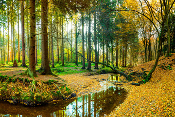Herbstlicher Wald mit Bach