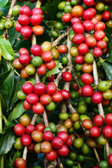 Coffee beans ripening on a tree.