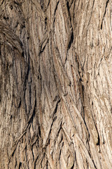 Tree Bark