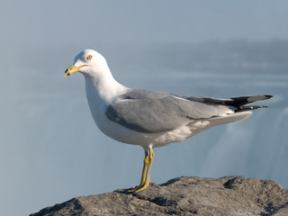 Seagull at Niagara Falls