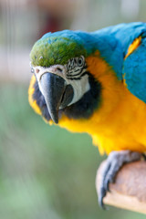 ルリコンゴウインコ