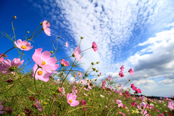 コスモス畑＠長崎県諫早市白木峰