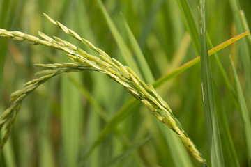 Rice field