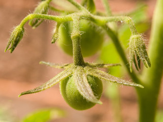 Green Cherry Tomatoes