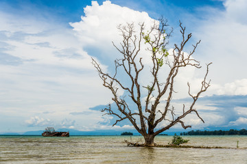 Image of ruin fishing boat and old big tree in Thailand