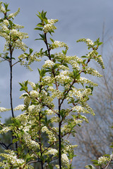 Flowers bird cherry