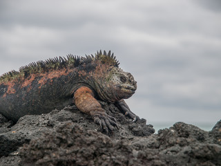 Red and Green Iguana