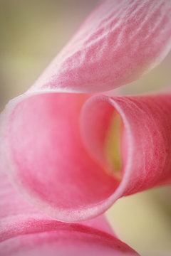 Pink color Lily flower petal macro