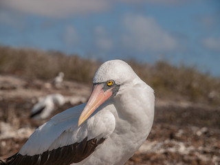 Masked Booby
