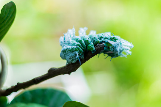 Green worm and leaf