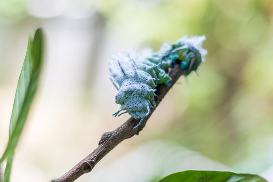 Green worm and leaf
