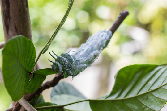 Green worm and leaf