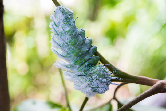 Green worm and leaf