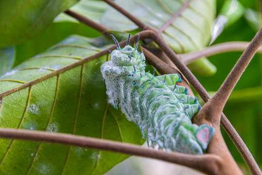 Green worm and leaf