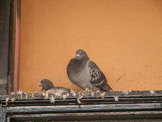 Two Pigeons - 98988013