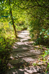 Fototapeta premium Kew mae pan nature trail