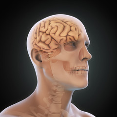 Obraz premium Human Brain Anatomy