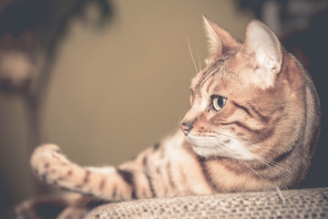 Bengalkatze auf Sofa