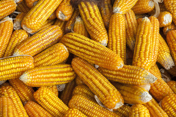 corn pile in warehouse