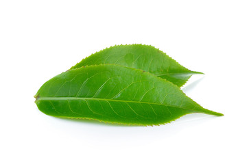 Obraz premium Green tea leaves on white background