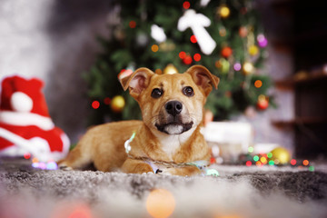 Small cute funny dog with garland on Christmas background