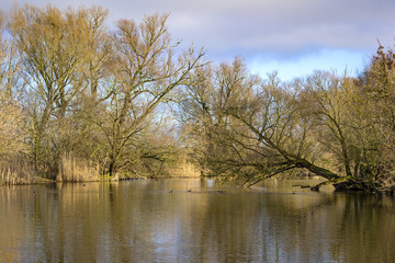 Fototapeta premium Landscape in Winter