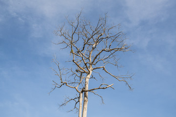 Big Dead tree with twigs on blue sky background - tree dead sky blue nature background dry clouds old wood tree