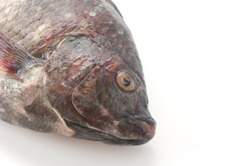 Black Tilapia or Tilapia