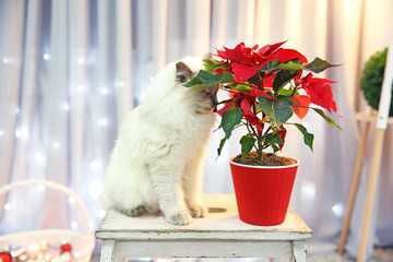 Cat and Christmas flower poinsettia indoor